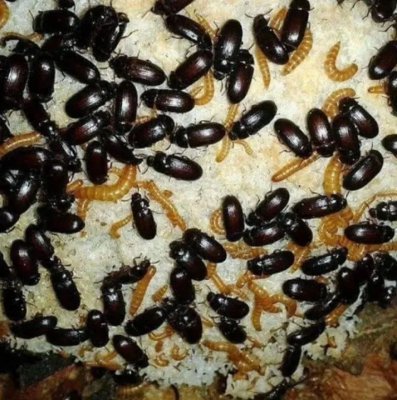 Besouro do Amendoim (Pelembus Dermestoides)