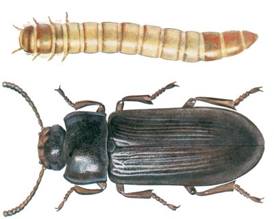 Bicho da Farinha (Tenebrio Molitor)