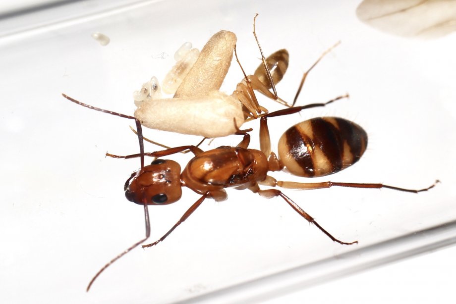 Camponotus Vittatus