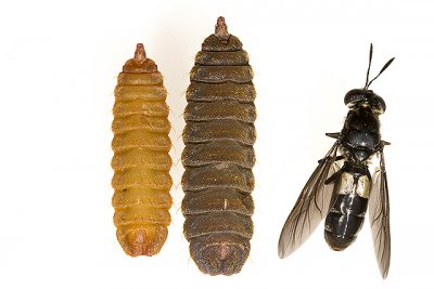 Bicho da Laranja (Hermetia Illucens)