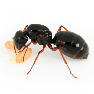 Camponotus rufipes