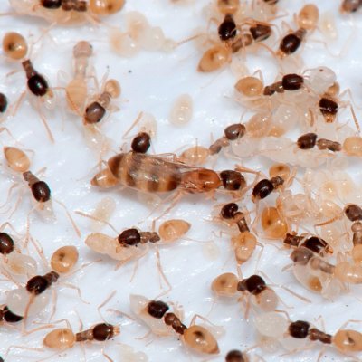Tapinoma melanocephalum