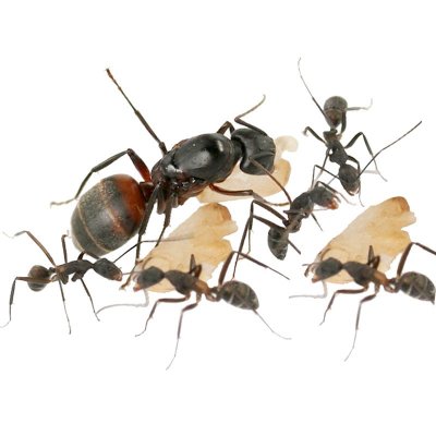 Termos de garantia para colônia de formigas